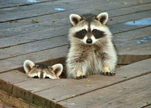 raccoon 16.02.2020
