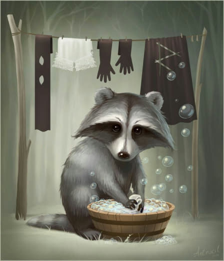 raccoon 16.02.2020