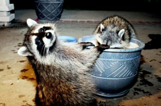 raccoon 16.02.2020