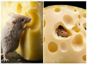raccoon 16.02.2020
