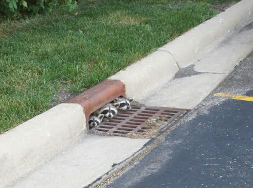 raccoon 15.02.2020