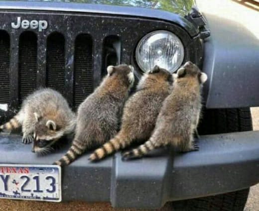 raccoon 15.02.2020