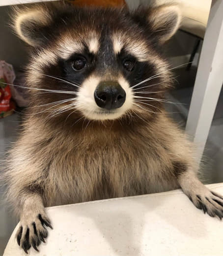 raccoon 15.02.2020