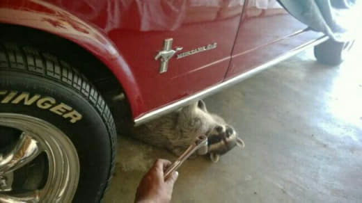 raccoon 15.02.2020