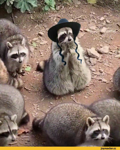 raccoon 15.02.2020