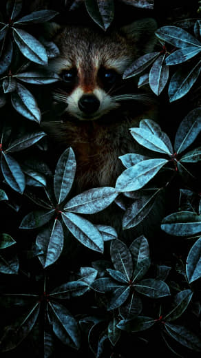 raccoon 13.02.2020
