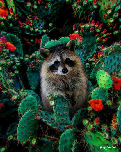 raccoon 13.02.2020