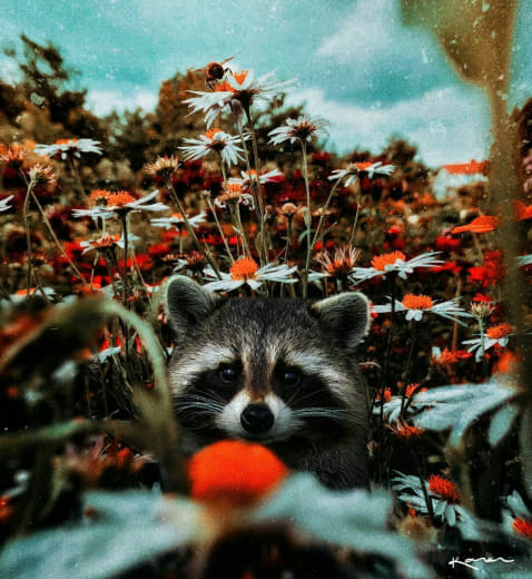 raccoon 13.02.2020