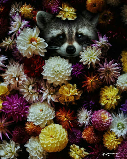 raccoon 13.02.2020