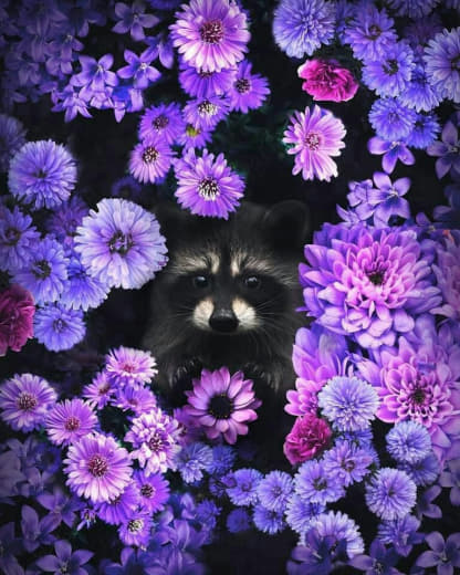 raccoon 13.02.2020