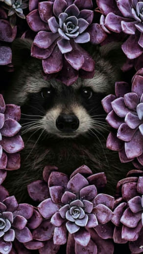 raccoon 13.02.2020