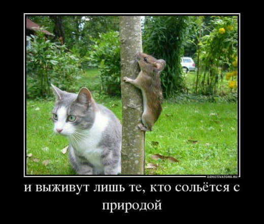 raccoon 13.02.2020