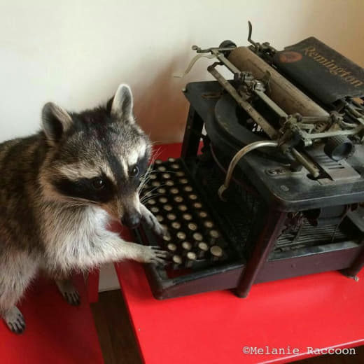 raccoon 12.02.2020
