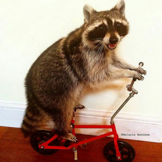 raccoon 12.02.2020