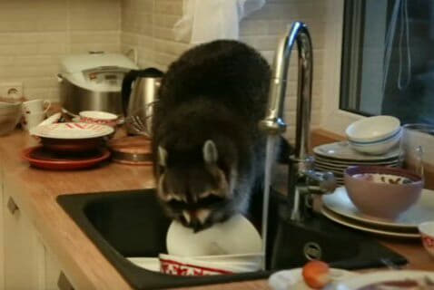 raccoon 12.02.2020