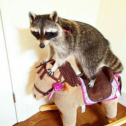 raccoon 12.02.2020