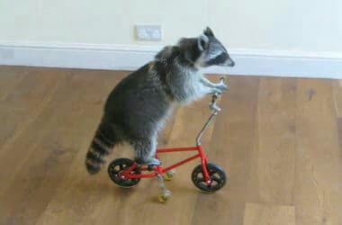 raccoon 12.02.2020