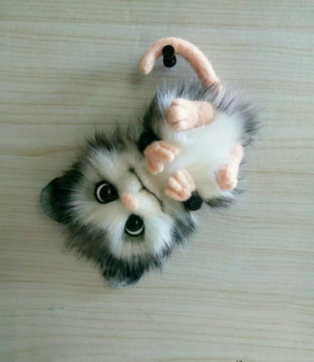 raccoon 12.02.2020