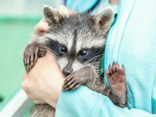 raccoon 12.02.2020