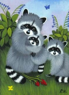 raccoon 11.02.2020