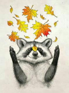 raccoon 11.02.2020