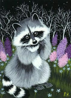 raccoon 11.02.2020