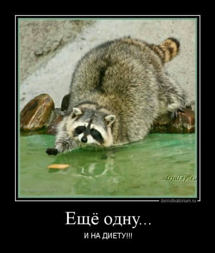 raccoon 11.02.2020