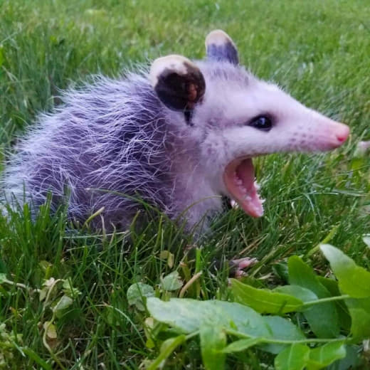 raccoon 11.02.2020