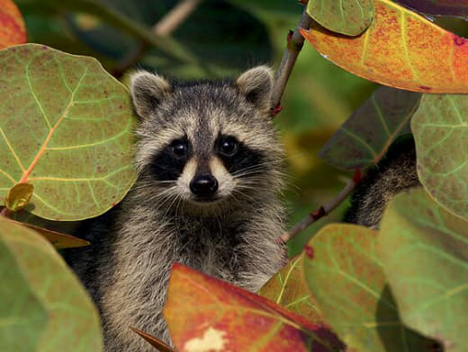 raccoon 10.02.2020