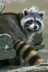 raccoon 10.02.2020