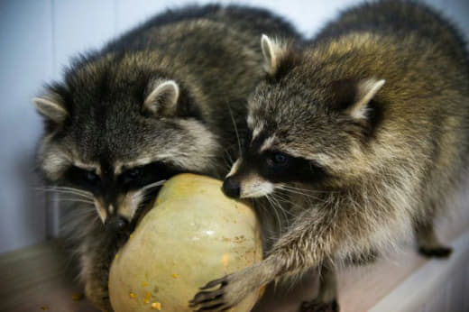 raccoon 10.02.2020