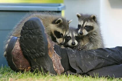 raccoon 10.02.2020