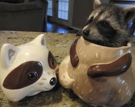 raccoon 10.02.2020