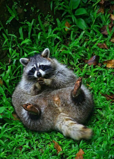 raccoon 10.02.2020