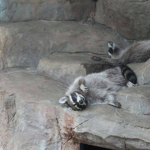 raccoon 09.02.2020