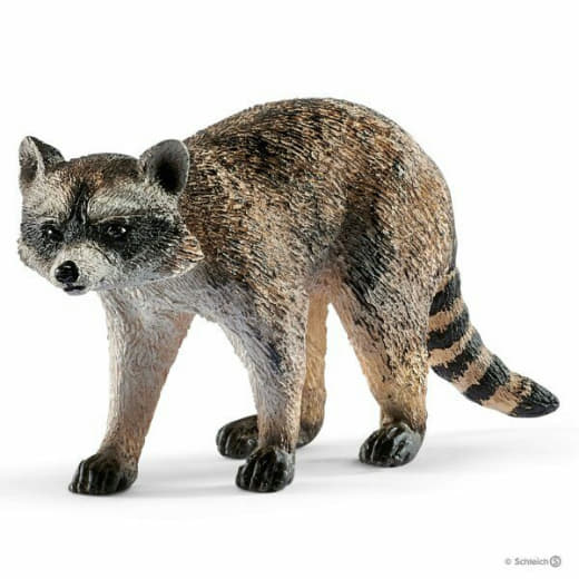 raccoon 09.02.2020