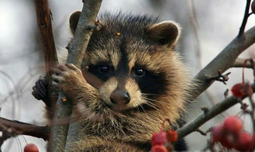 raccoon 09.02.2020