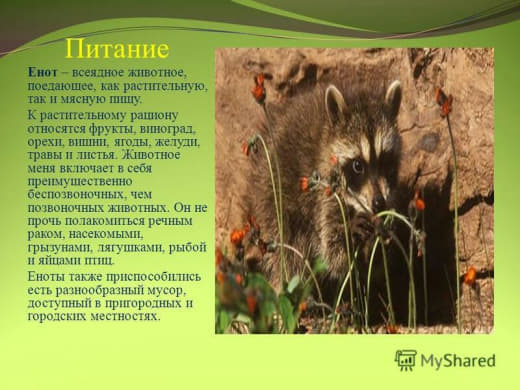 raccoon 09.02.2020