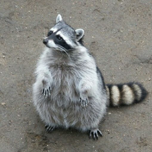 raccoon 09.02.2020