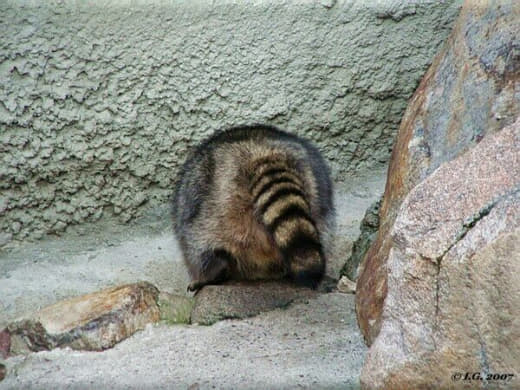 raccoon 08.02.2020