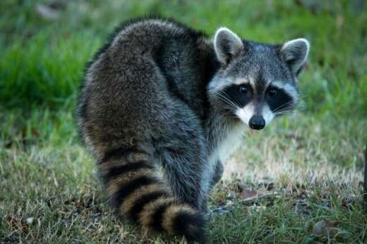 raccoon 08.02.2020