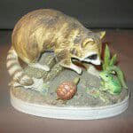 raccoon 08.02.2020