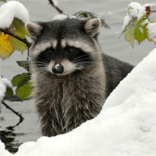 raccoon 08.02.2020