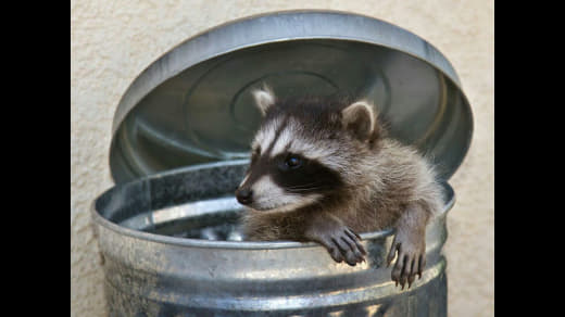 raccoon 08.02.2020