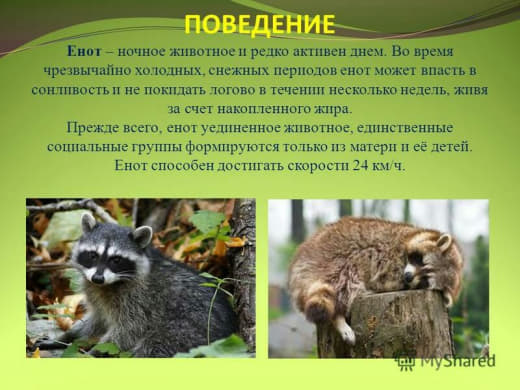 raccoon 08.02.2020