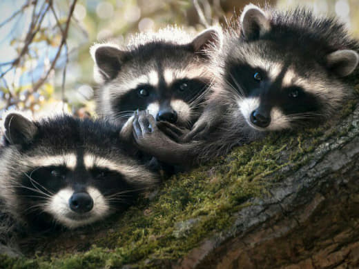 raccoon 07.02.2020