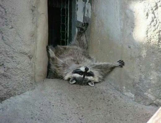 raccoon 07.02.2020