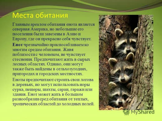 raccoon 07.02.2020