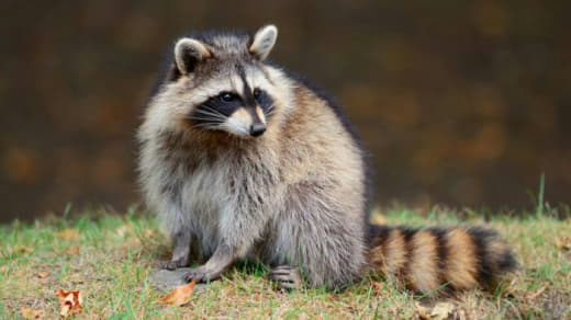 raccoon 07.02.2020