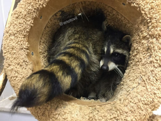 raccoon 07.02.2020